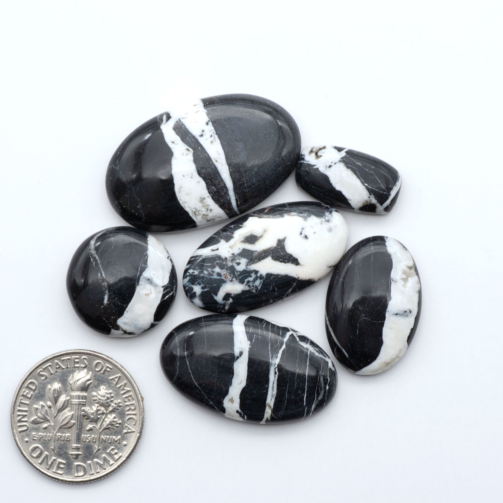 White Buffalo stone cabochons, white stone with black matrix, polished stones on a white background, with a US dime for scale