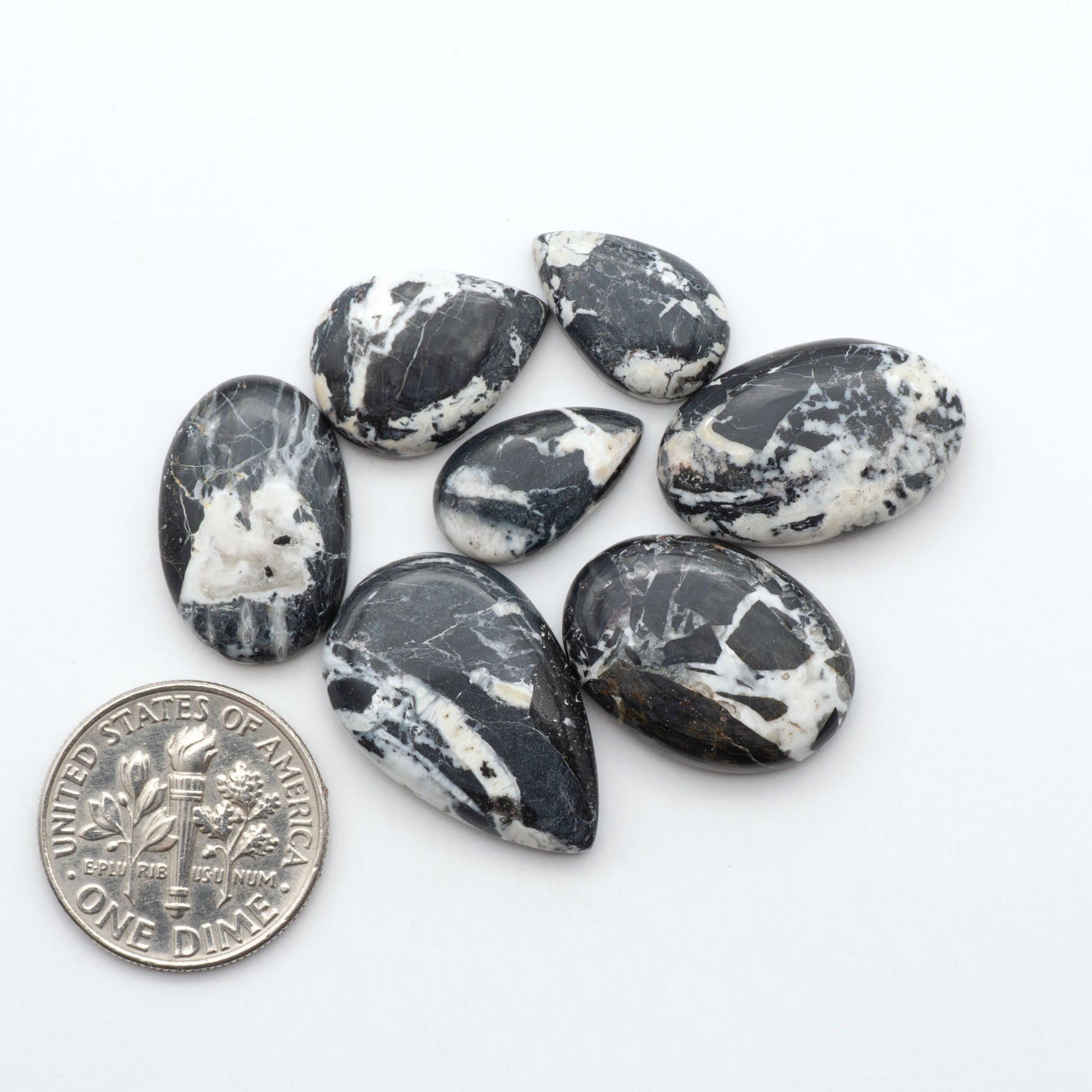 White Buffalo stone cabochons, white stone with black matrix, polished stones on a white background, with a US dime for scale