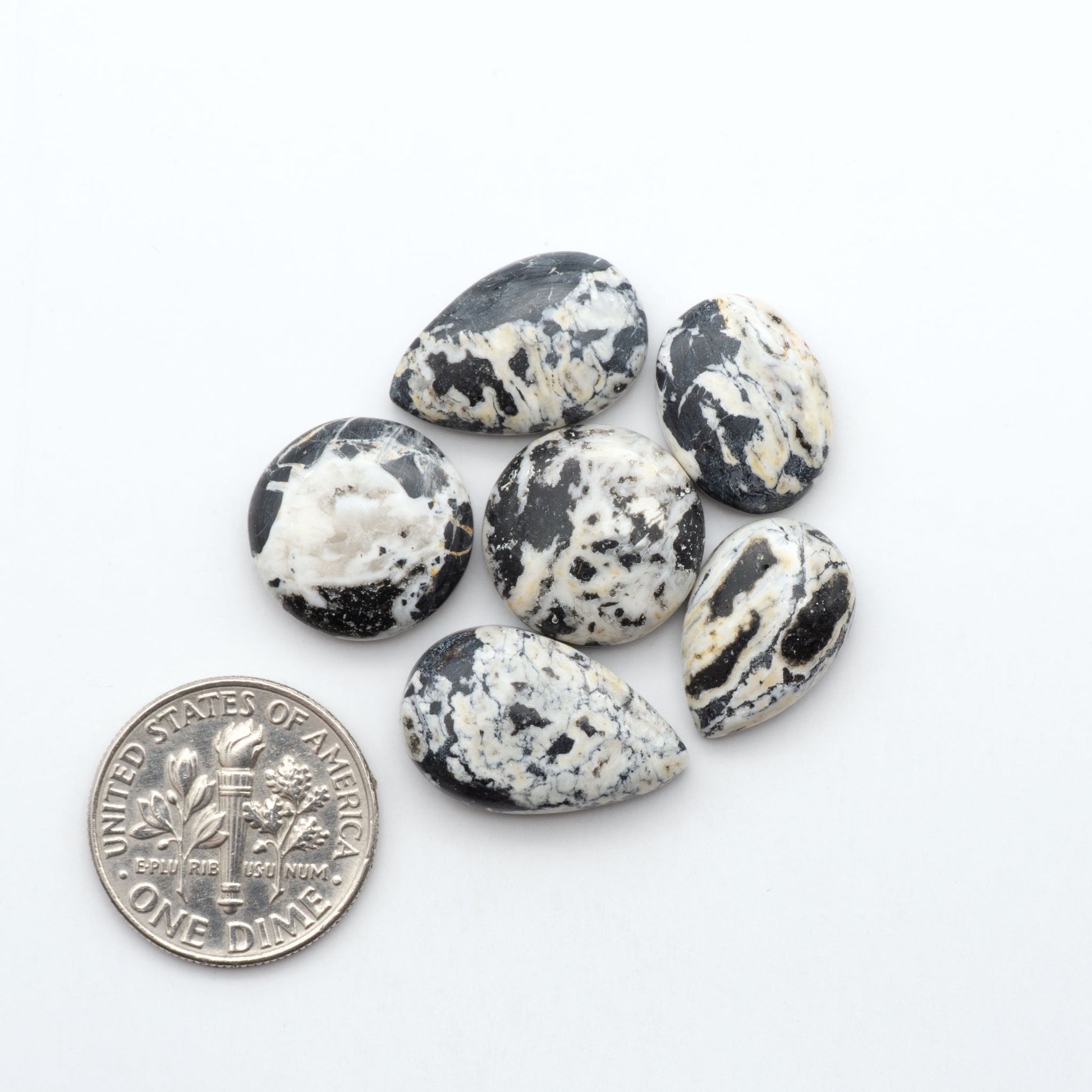 White Buffalo stone cabochons, white stone with black matrix, polished stones on a white background, with a US dime for scale