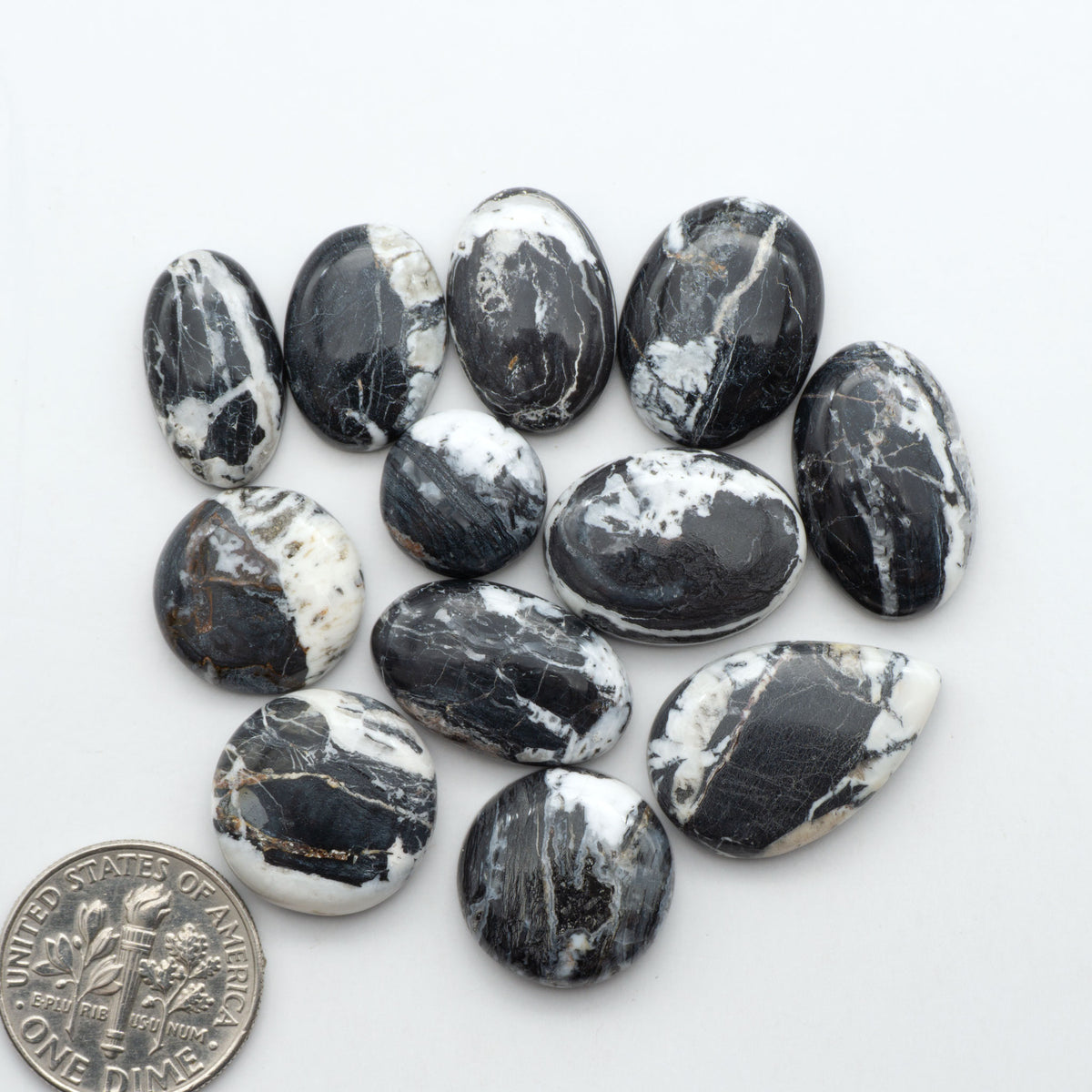 White Buffalo stone cabochons, white stone with black matrix, polished stones on a white background, with a US dime for scale