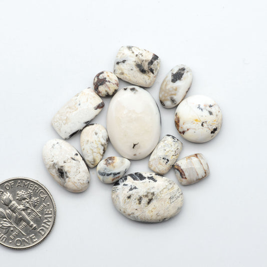 White Buffalo stone cabochons, white stone with black matrix, polished stones on a white background, with a US dime for scale