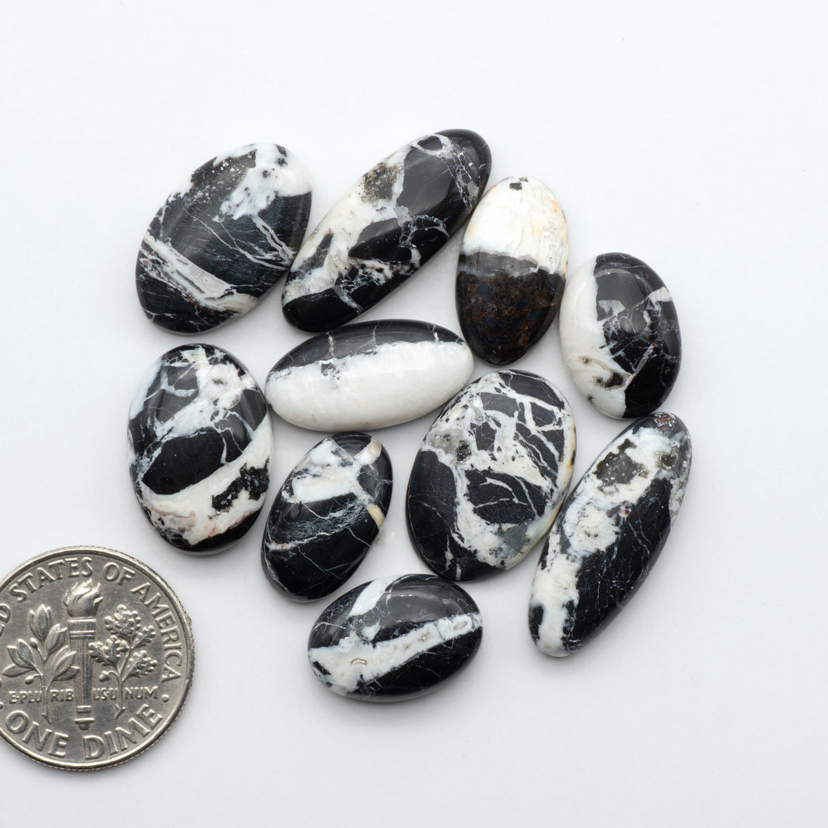 White Buffalo stone cabochons, white stone with black matrix, polished stones on a white background, with a US dime for scale