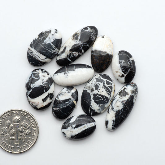 White Buffalo stone cabochons, white stone with black matrix, polished stones on a white background, with a US dime for scale