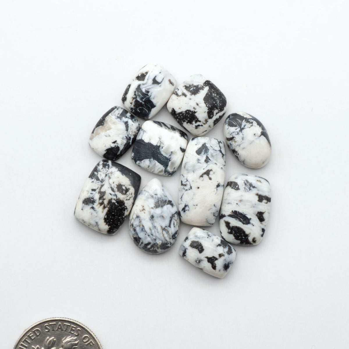 White Buffalo stone cabochons, white stone with black matrix, polished stones on a white background, with a US dime for scale