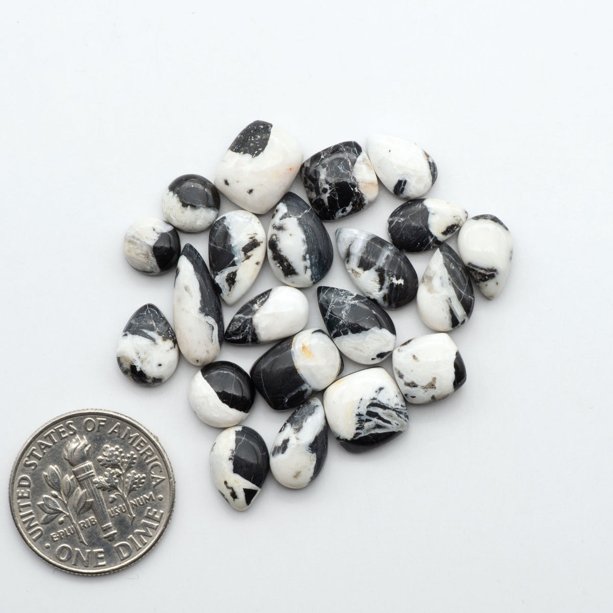 White Buffalo stone cabochons, white stone with black matrix, polished stones on a white background, with a US dime for scale